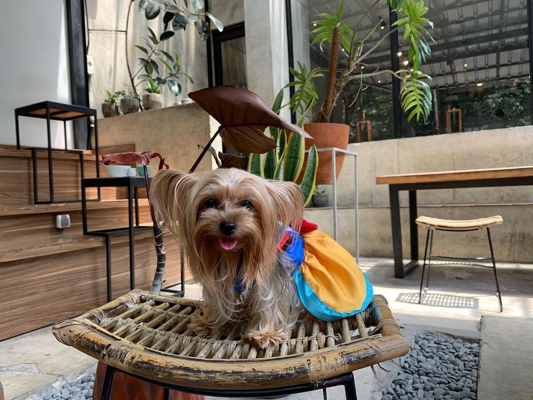 Yuk Ngopi Bareng Anabul di 10 Cafe Pet-Friendly di Bandung Ini!