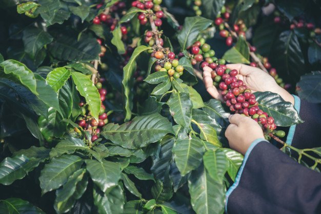 7 Jenis Kopi Asli Indonesia yang Mendunia