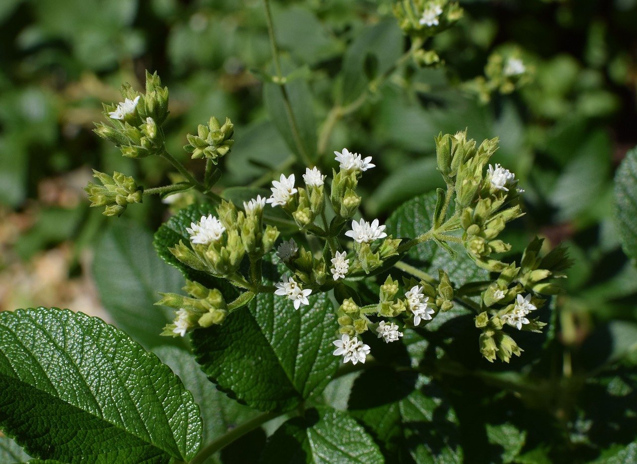 Mengenal Stevia, Pemanis Alami No Kolesterol